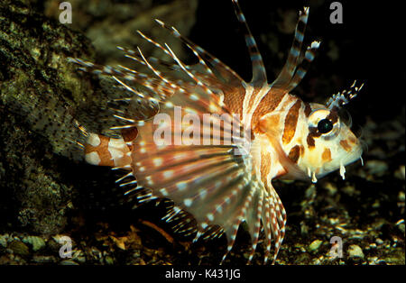 Dendrochirus zebra Lionfish, Zebra, fleischfressende ray-finned Fish mit giftigen Stacheln, die in der indischen und westlichen Pazifik lebt, giftig Stockfoto