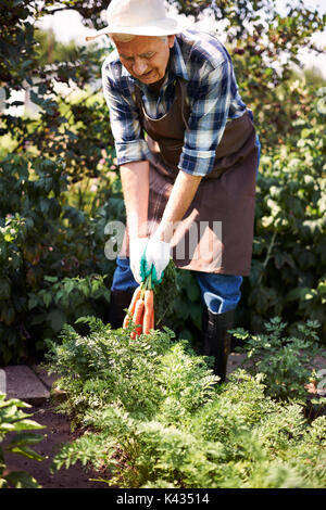 Bio Karotten schmecken Stockfoto