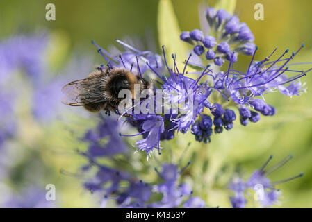 Bienen auf blaubart Worcester Gold (Caryopteris x clandonensis) Stockfoto