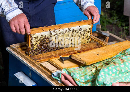 Imker ist die Arbeit mit Bienen und Bienenkörbe auf die Imkerei. Imker auf Bienenhaus Stockfoto