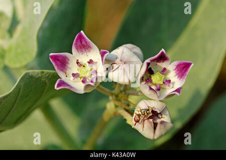 Apple von Sodom, Keoladeo Ghana National Park, Rajasthan, Indien/(calotropis Procera, Asclepias procera, Asclepias gigantea) | Oscherstrauch Stockfoto