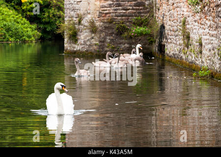 Schwäne am Palast des Bischofs in Wells, Somerset, Großbritannien Stockfoto