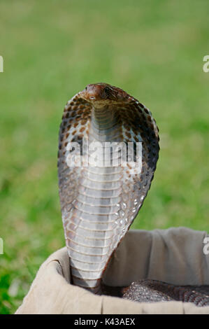 Spectacled Cobra im Korb der Schlangenbeschwörer, New Delhi, Indien/(Naja naja) | Indische Kobra in Korb von Schlangenbeschwoerer, Neu-Delhi, Indien Stockfoto