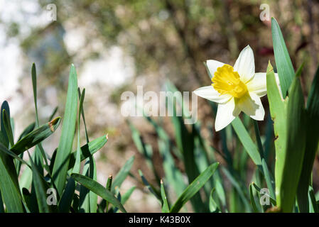 Weiße Narzissen im Garten. Narcissus poeticus Stockfoto