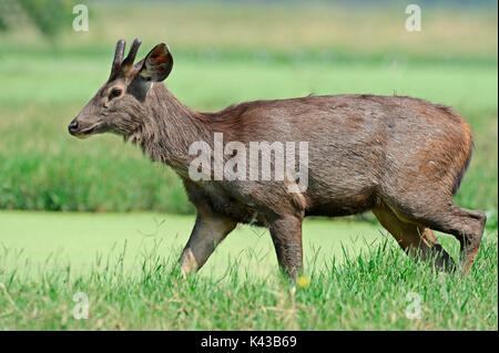 Sambar Hirsche, männlich, Keoladeo Ghana National Park, Rajasthan, Indien/(Rusa unicolor, Cervus unicolor) | Sambarhirsch, Maennlich Stockfoto