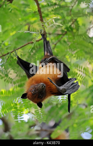 Indische Flying Fox, Uttar Pradesh, Indien/(Pteropus giganteus) | Indischer Riesenflughund, Uttar Pradesh, Indien Stockfoto