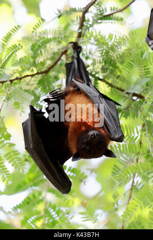 Indische Flying Fox, Uttar Pradesh, Indien/(Pteropus giganteus) | Indischer Riesenflughund, Uttar Pradesh, Indien Stockfoto