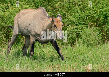 Nilgai, männlich, Keoladeo Ghana National Park, Rajasthan, Indien/(Boselaphus tragocamelus) | Nilgauantilope, Maennlich, Keoladeo Ghana Nationalpark Stockfoto