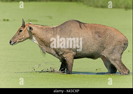 Nilgai, männliche in Wasser, Keoladeo Ghana National Park, Rajasthan, Indien/(Boselaphus tragocamelus) | Nilgauantilope, Maennlich Stockfoto
