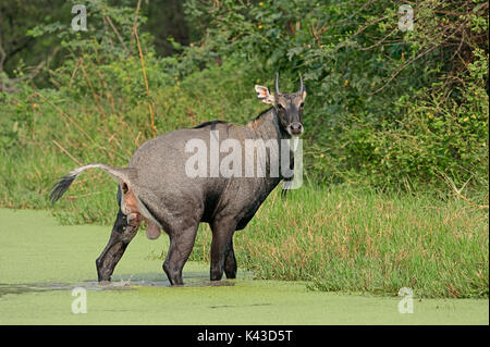 Nilgai, männlich, Defecating, Keoladeo Ghana National Park, Rajasthan, Indien/(Boselaphus tragocamelus) | Nilgauantilope, Maennlich, kotend Stockfoto
