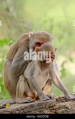 Rhesusaffen, Weibchen mit Jungen, Keoladeo Ghana National Park, Rajasthan, Indien/(Macaca mulatta) | Rhesusaffe, Weibchen mit Jungtier Stockfoto