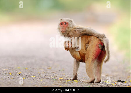 Rhesusaffen, Weibchen mit Jungen, Keoladeo Ghana National Park, Rajasthan, Indien/(Macaca mulatta) | Rhesusaffe, Weibchen mit Jungtier Stockfoto