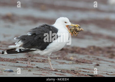 Gull-mantelmöwe (Larus marinus), auch als das grössere black-backed gull Fütterung mit Krabben bekannt Stockfoto
