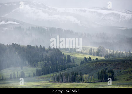 Eine Feder regen Sturm deckt die üppigen Lamar Valley in einem feinen Nebel an der Yellowstone National Park 22. Mai 2016 in der Nähe von fossilen Wald, Wyoming. (Foto von Neal Herbert über Planetpix) Stockfoto