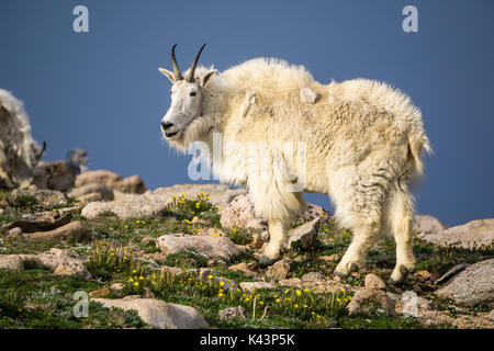 Bergziege in der Nähe der Gipfel des Mount Evans, Colorado. Stockfoto