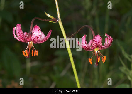 Der Türke Cap Lily flower Lilium martagon Österreich Stockfoto