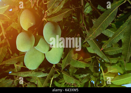 In der Nähe von Mango Früchte am Baum hängen. Grün Big Mango Früchte Stockfoto