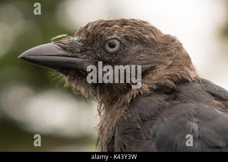 Dohle (Corvus monedula) schließen, bis der Kopf im Profil. Juvenile Vogel in die Krähe Familie (corvidae) Gammelig vor dem Gefieder reift voll Stockfoto