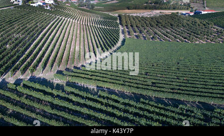 Luftaufnahme von einer Drohne der Weinberge des Monferrato, Italien. Stockfoto