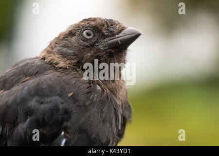 Dohle (Corvus monedula) Nahaufnahme des Kopfes. Juvenile Vogel in die Krähe Familie (corvidae) Gammelig vor dem Gefieder reift voll Stockfoto