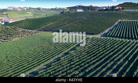 Luftaufnahme von einer Drohne der Weinberge des Monferrato, Italien. Stockfoto