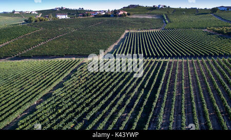 Luftaufnahme von einer Drohne der Weinberge des Monferrato, Italien. Stockfoto