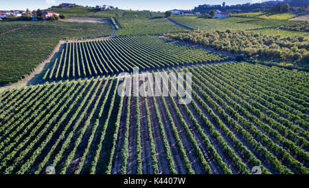 Luftaufnahme von einer Drohne der Weinberge des Monferrato, Italien. Stockfoto