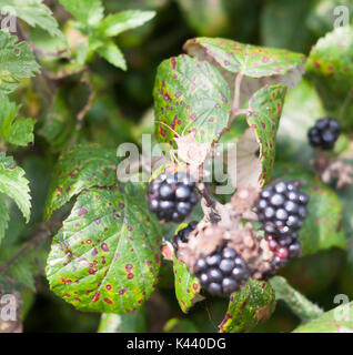 Großes dock Bug auf Brombeeren außerhalb Coreus marginatus, Essex, England, Großbritannien Stockfoto