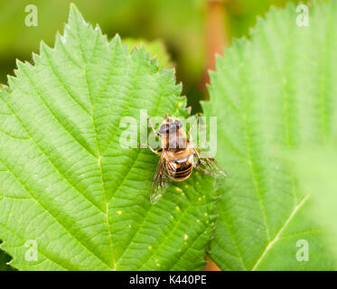 Große gelbe und schwarze Gürtel Hover Fly on Green leaf Volucella zonaria, Essex, England, Großbritannien Stockfoto