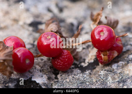 Black bryony (Tamus communis) Beeren auf. Leuchtend rote giftigen Früchte von rund 1 cm Durchmesser am Ende des Sommers Stockfoto