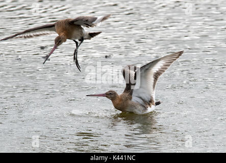 Zwei schwarz-tailed Godwits Stockfoto