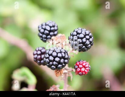 Nahaufnahme der Dornbusch frucht brombeere Rubus fruticosus, Essex, England, Großbritannien Stockfoto