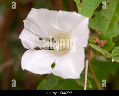 Wild wachsenden großen Bindweed (Calystegia silvatica), Essex, England, Großbritannien Stockfoto