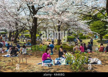 Japaner mit einem Picknick unter Kirschblüten Bäume in Sumida, Asakusa, Tokyo, Japan, Asien. Stockfoto