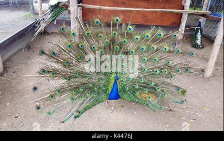 Pfau Federn zu verbreiten Stockfoto