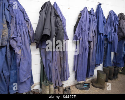 Blaue Overalls und Jacken hängen Heringe in einer Scheune Stockfoto