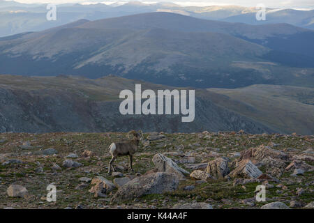 Auf Mount Evans beschmutzt, entlang der höchsten Straße in den Vereinigten Staaten. Stockfoto