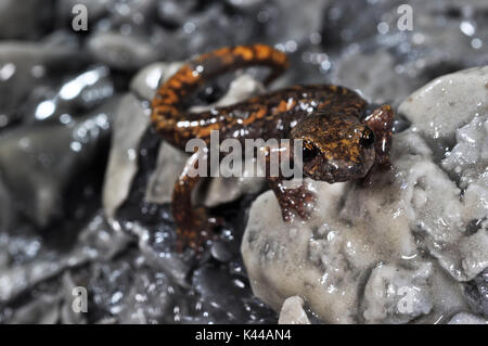 Der Speleomantes Speciemen strinatii, Höhle salamander Strinati, in einer Höhle. Stockfoto