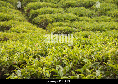 Kaffee Felder Plantagen rund um Ella, Sri Lanka, Asien Stockfoto