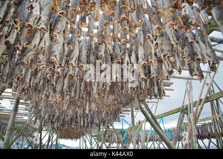 Tausende von Stockfisch, auch Kabeljau, auf der traditionellen norwegischen Gerüst, Norwegen, Lofoten. Stockfoto