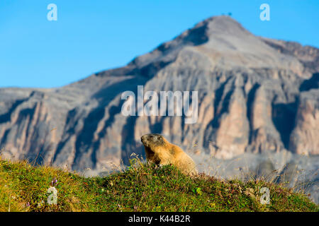 Italien, Dolomiten, Fassatal, Marmotta, Alpine Marmot, Sas Pordoi. Marmot in der Sonne Stockfoto
