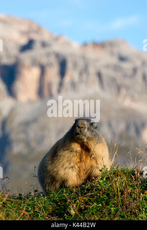 Italien, Dolomiten, Fassatal, Marmotta, Alpine Marmot, Sas Pordoi. Marmot in der Sonne Stockfoto