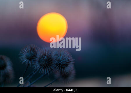 Wilde Disteln am Abend gegen eine Moody Himmel und die Sonne Stockfoto