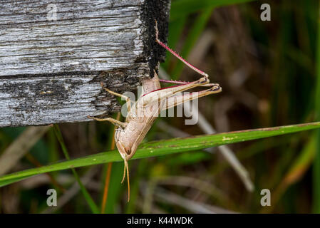 Große gold Grasshopper (Chrysochraon dispar) Weibchen Eier in Holz nach Graben, Loch mit Ihrem ovipositor Stockfoto