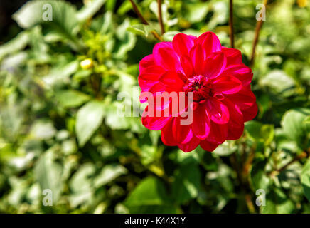 Leuchtend rote Dahlien im Garten an einem sonnigen Sommertag closeup Stockfoto