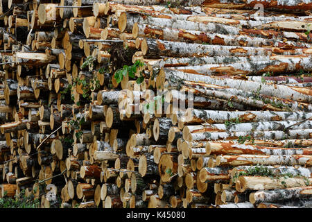 Stapel der gefällten Birke Baumstämme im Wald Stockfoto