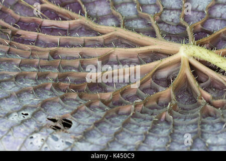 Gigantische Seerose blatt Unterseite Stockfoto