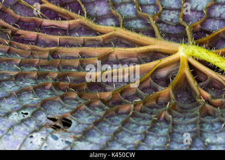 Gigantische Seerose blatt Unterseite Stockfoto