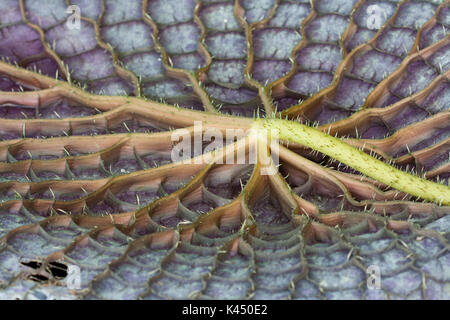 Gigantische Seerose blatt Unterseite Stockfoto