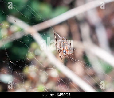 Spider auf Web außerhalb European Garden Spider oder Kreuz Orb-Weaver, Essex, England, Großbritannien Stockfoto